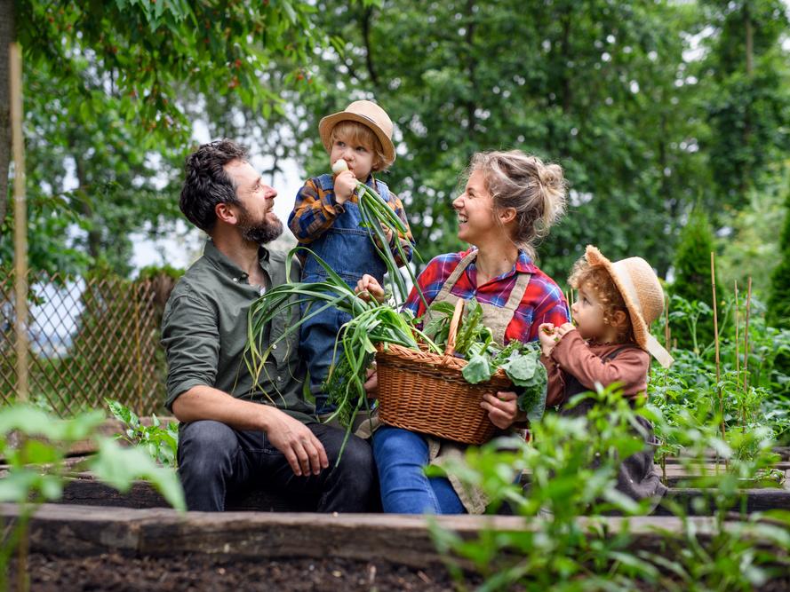 Gezin werkt in een moestuin
